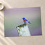 Blue Bird Sitting on Top of Wooden Post Petaluma Photo Print (7 Sizes)