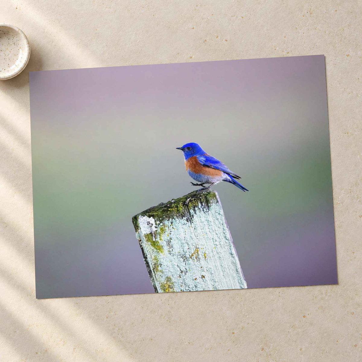 Blue Bird Sitting on Top of Wooden Post Petaluma Photo Print (7 Sizes)