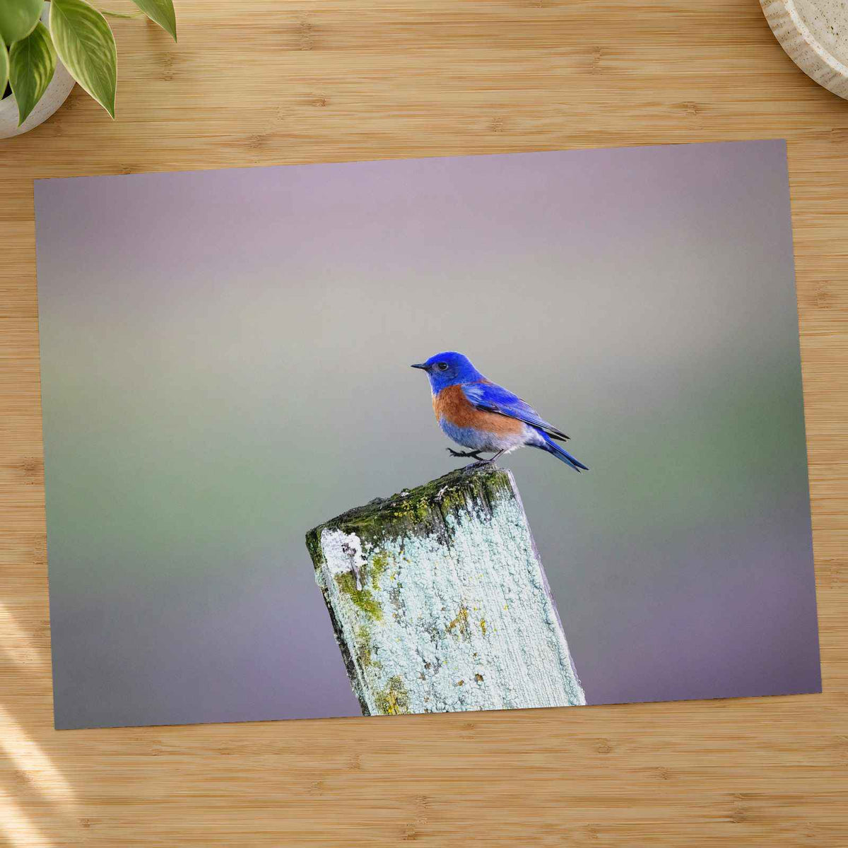 Blue Bird Sitting on Top of Wooden Post Petaluma Photo Print (7 Sizes)