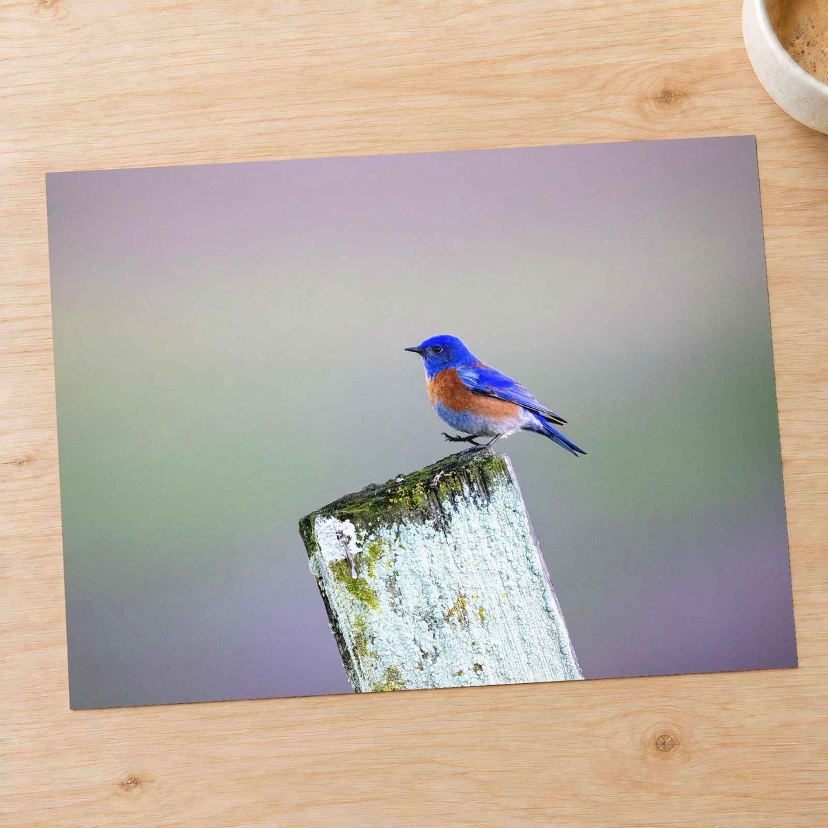 Blue Bird Sitting on Top of Wooden Post Petaluma Photo Print (7 Sizes)