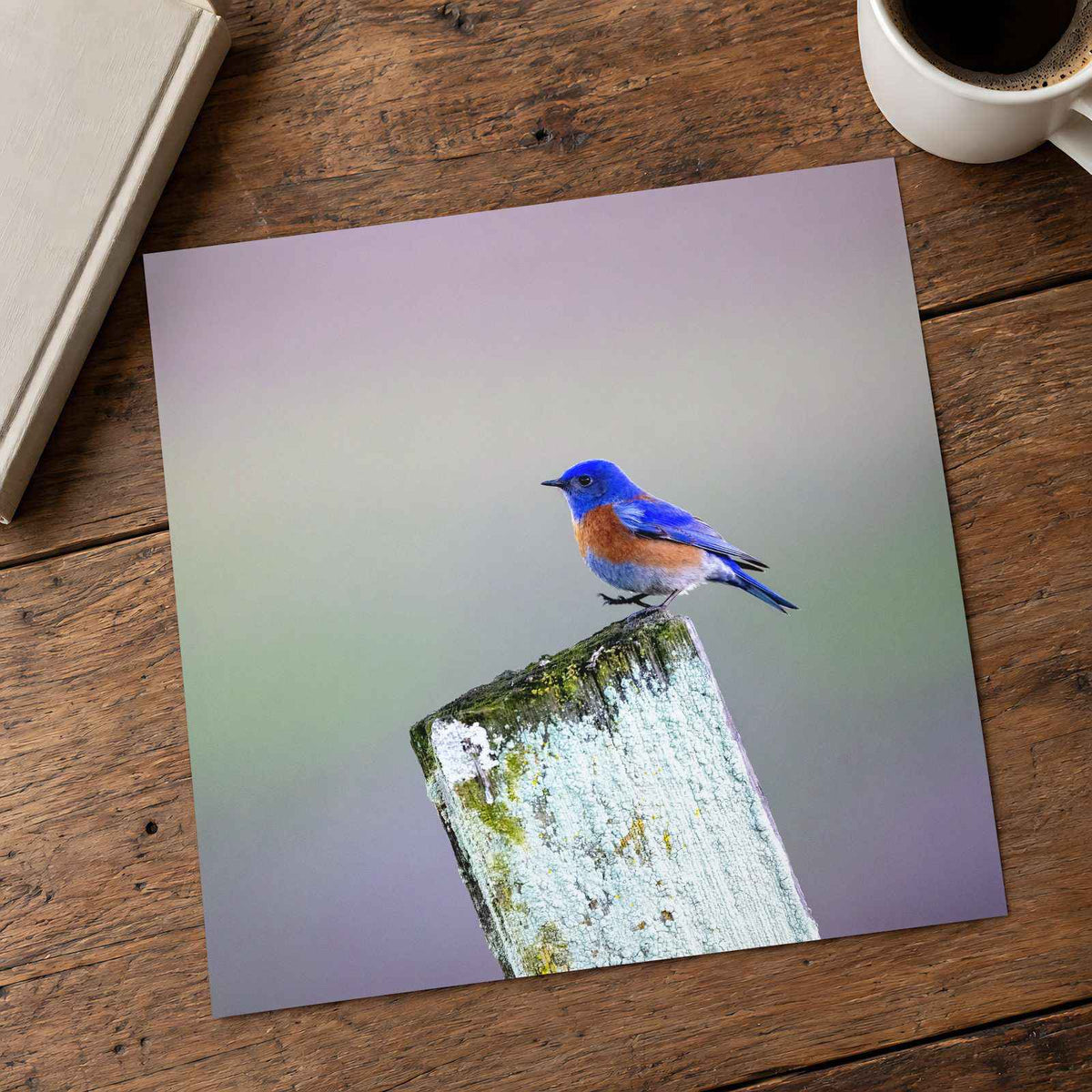 Blue Bird Sitting on Top of Wooden Post Petaluma Photo Print (7 Sizes)