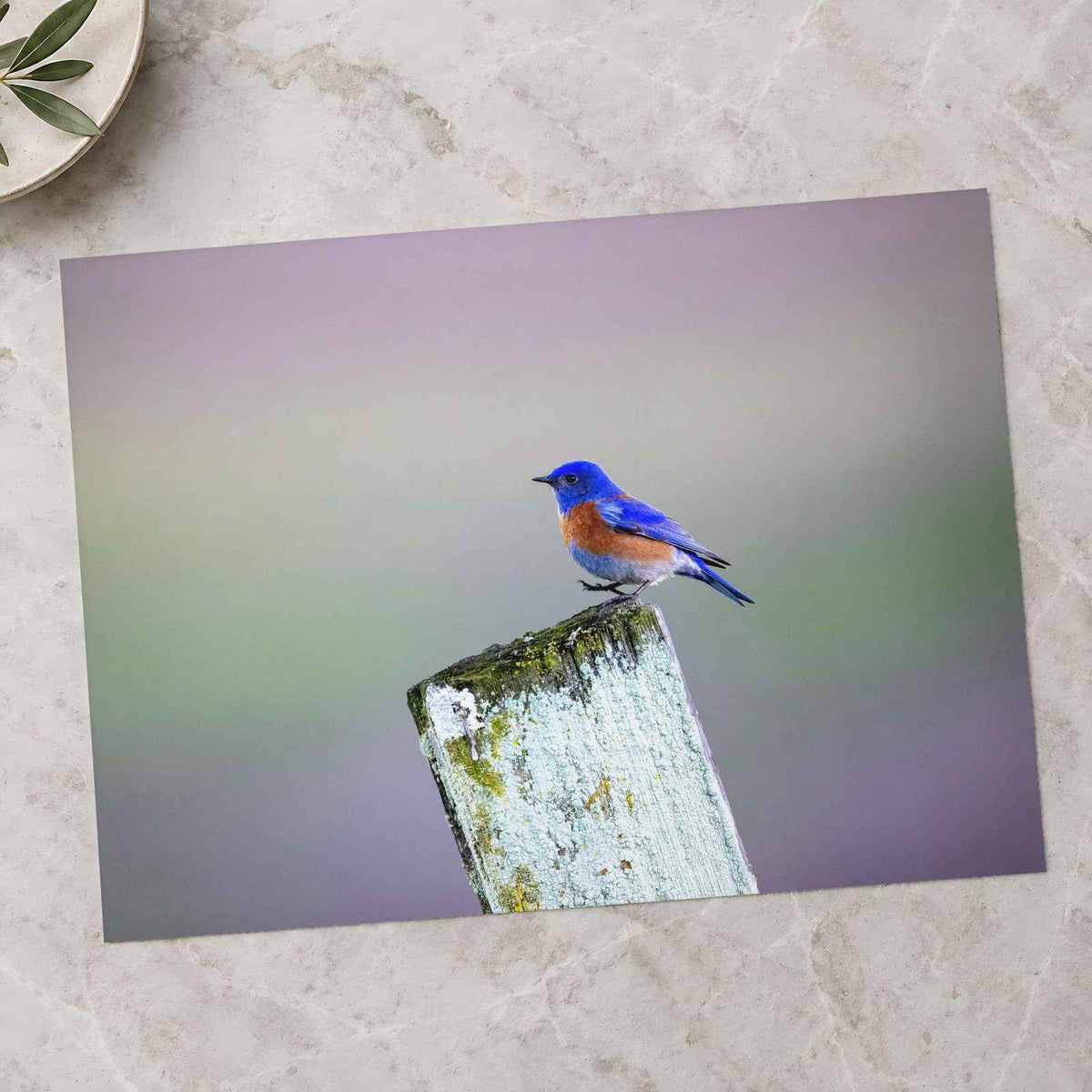 Blue Bird Sitting on Top of Wooden Post Petaluma Photo Print (7 Sizes)