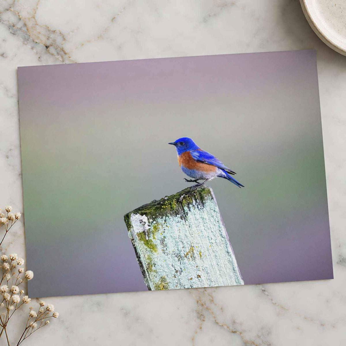 Blue Bird Sitting on Top of Wooden Post by Matt Bango Photo Print Wall Decor