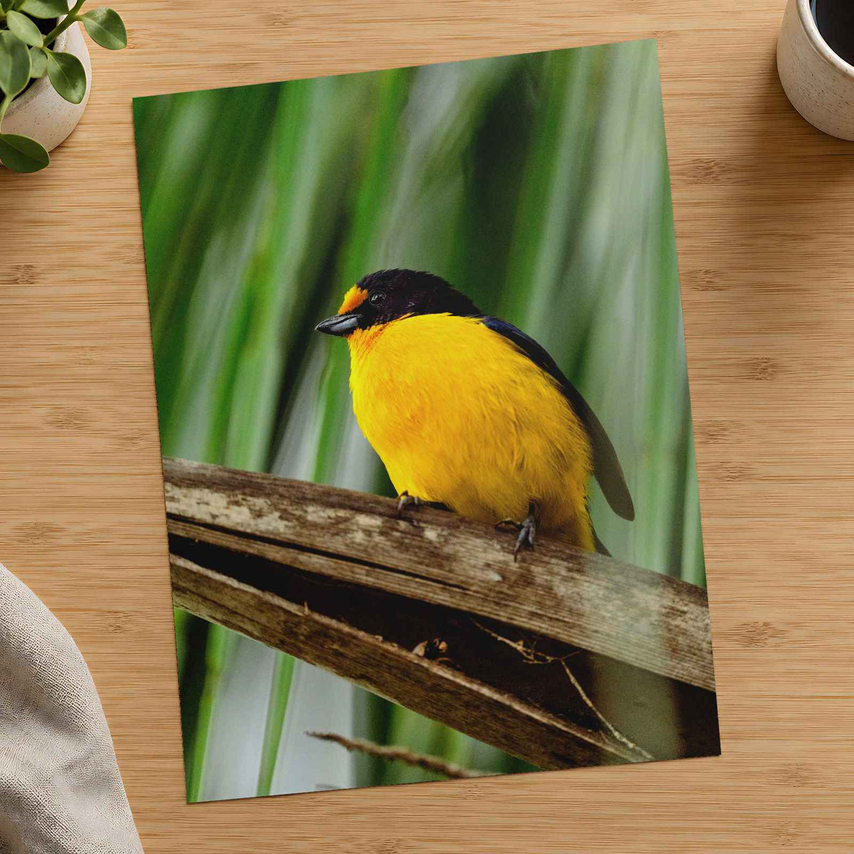 Yellow and Black Bird Sitting on Branch Photo Wall Art (7 Sizes) - High Quality