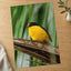 Yellow and Black Bird Sitting on Branch Photo Wall Art (7 Sizes) - High Quality