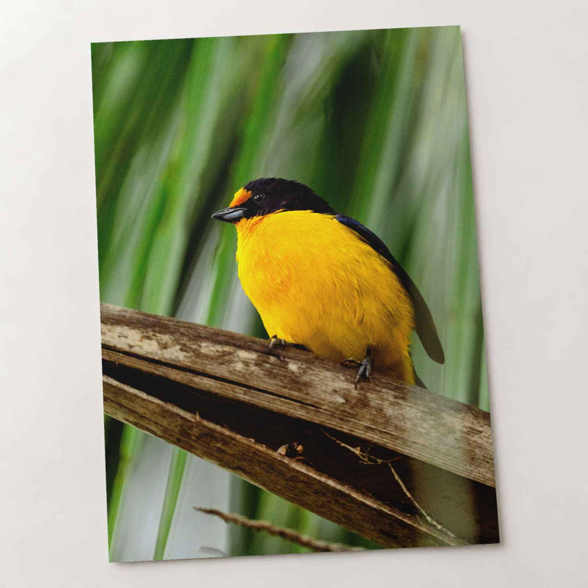 Yellow and Black Bird Sitting on Branch Photo Wall Art (7 Sizes) - High Quality