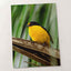 Yellow and Black Bird Sitting on Branch Photo Wall Art (7 Sizes) - High Quality