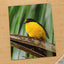 Yellow and Black Bird Sitting on Branch Photo Wall Art (7 Sizes) - High Quality