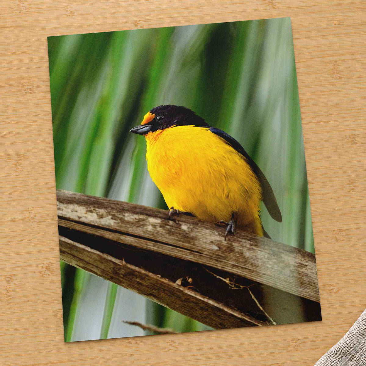 Yellow and Black Bird Sitting on Branch Photo Wall Art (7 Sizes) - High Quality