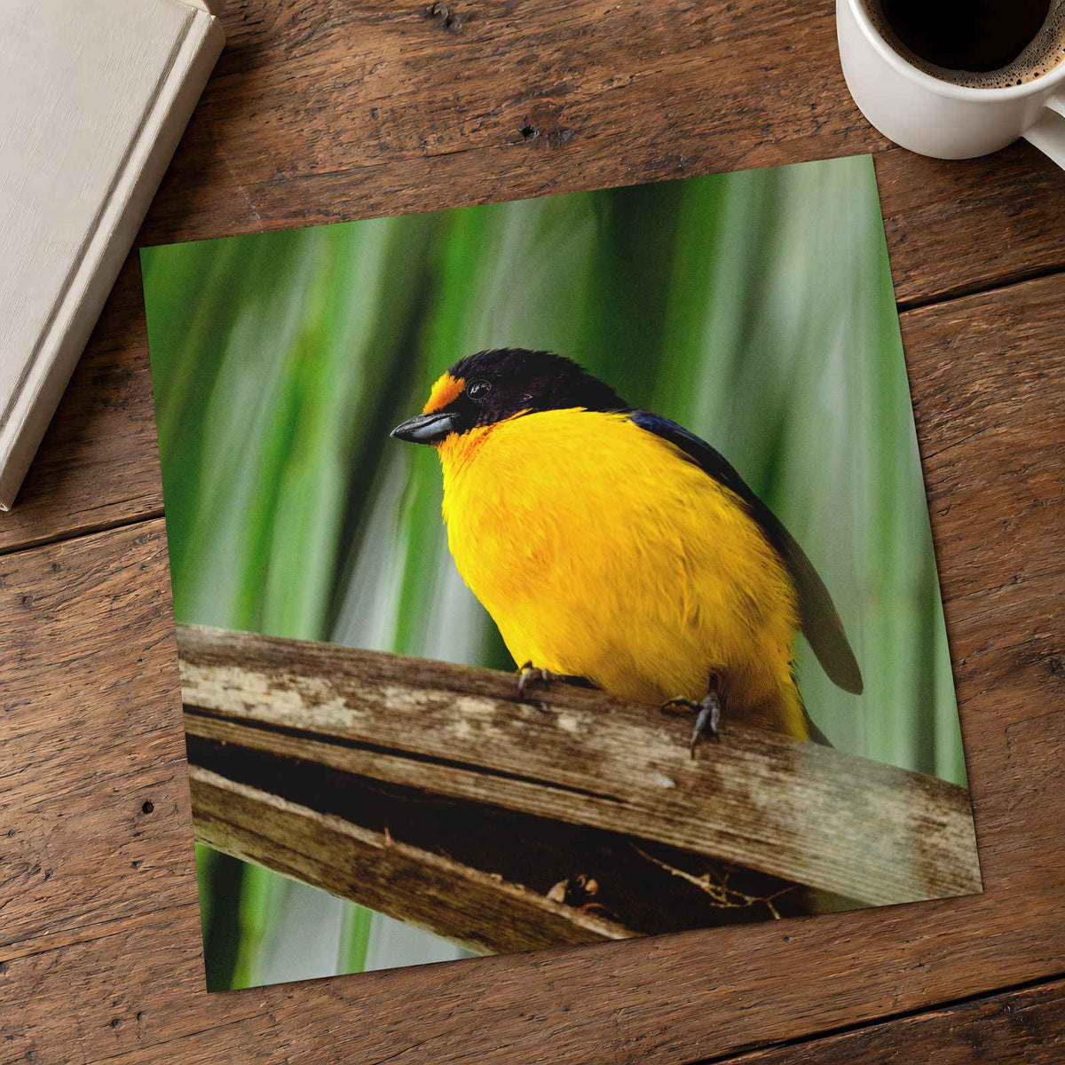 Yellow and Black Bird Sitting on Branch Photo Wall Art (7 Sizes) - High Quality