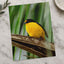Yellow and Black Bird Sitting on Branch Photo Wall Art (7 Sizes) - High Quality