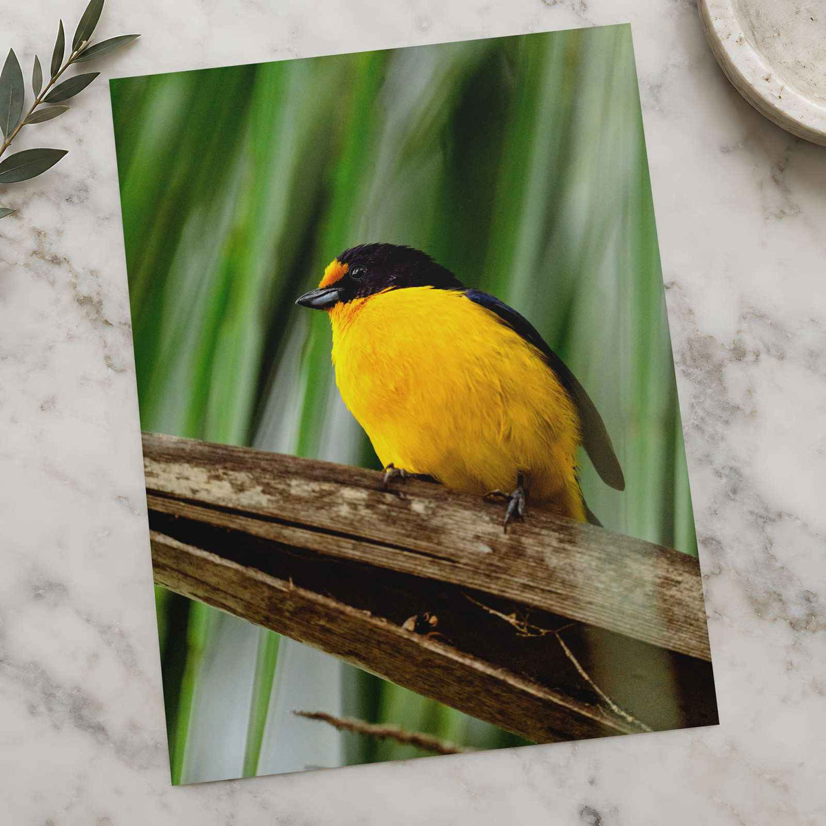 Yellow and Black Bird Sitting on Branch Photo Wall Art (7 Sizes) - High Quality