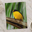 Yellow and Black Bird Sitting on Branch by Molly the Cat Photo Print Wall Decor