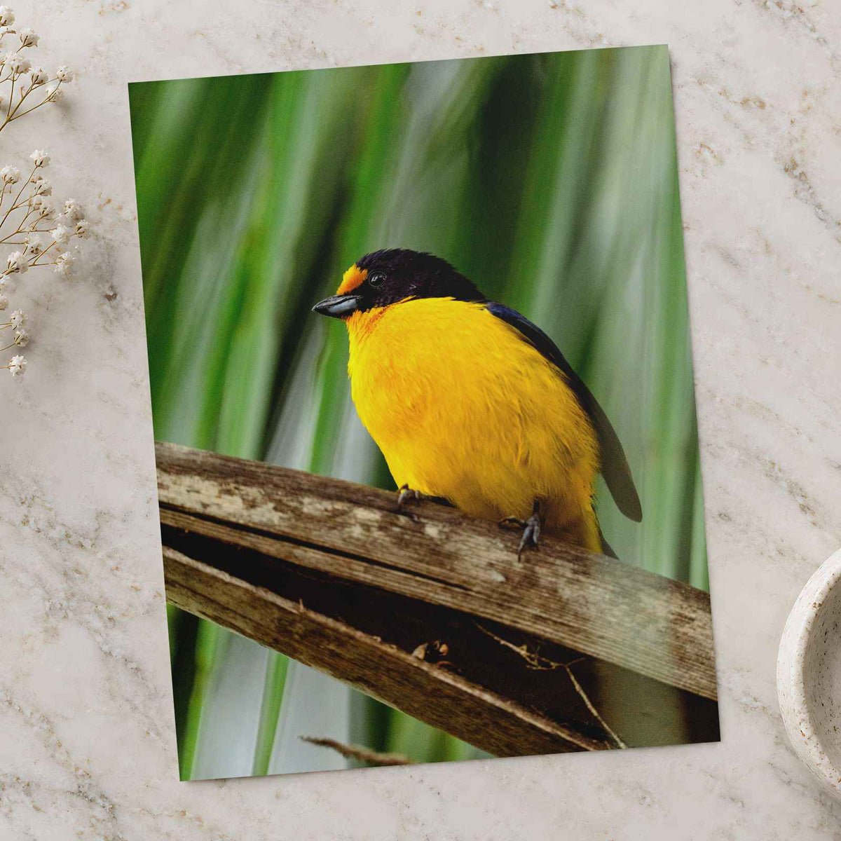 Yellow and Black Bird Sitting on Branch by Molly the Cat Photo Print Wall Decor