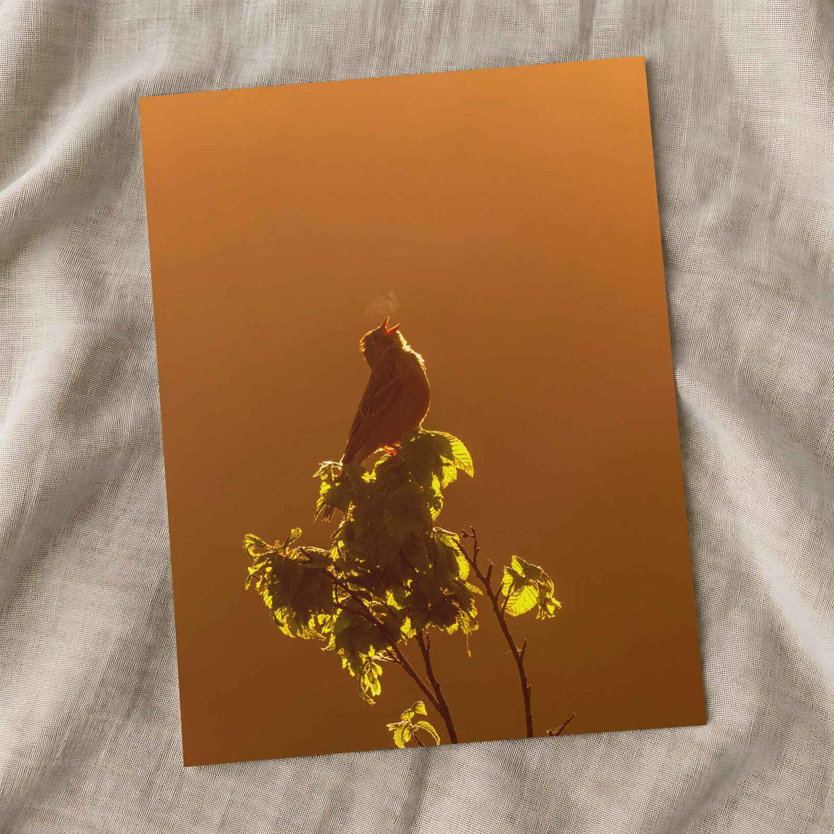 Bird Puffing Steam at Golden Hour Photography Print (7 Sizes) - Heavyweight