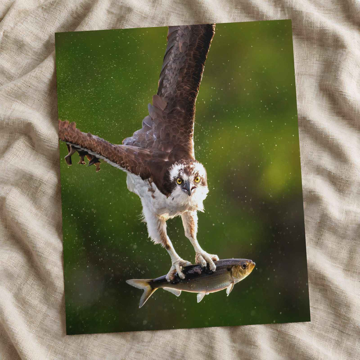 Osprey with Fish in Talons Photographic Art Print (5 Sizes) - Frameable