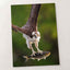 Osprey with Fish in Talons Photographic Art Print (5 Sizes) - Frameable