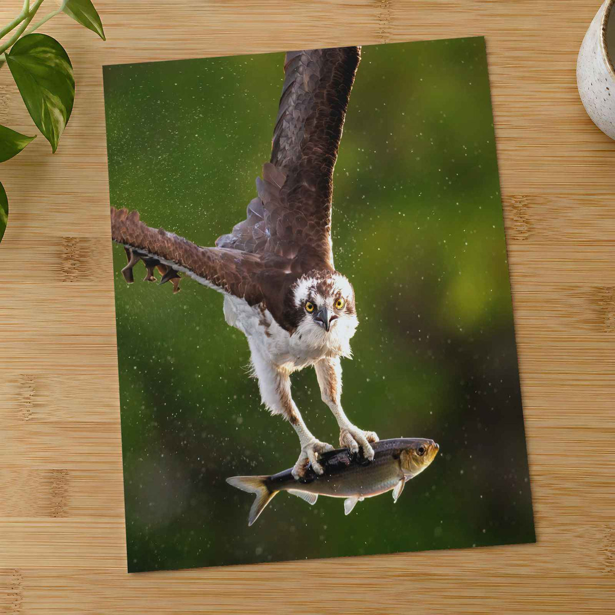 Osprey with Fish in Talons Photographic Art Print (5 Sizes) - Frameable