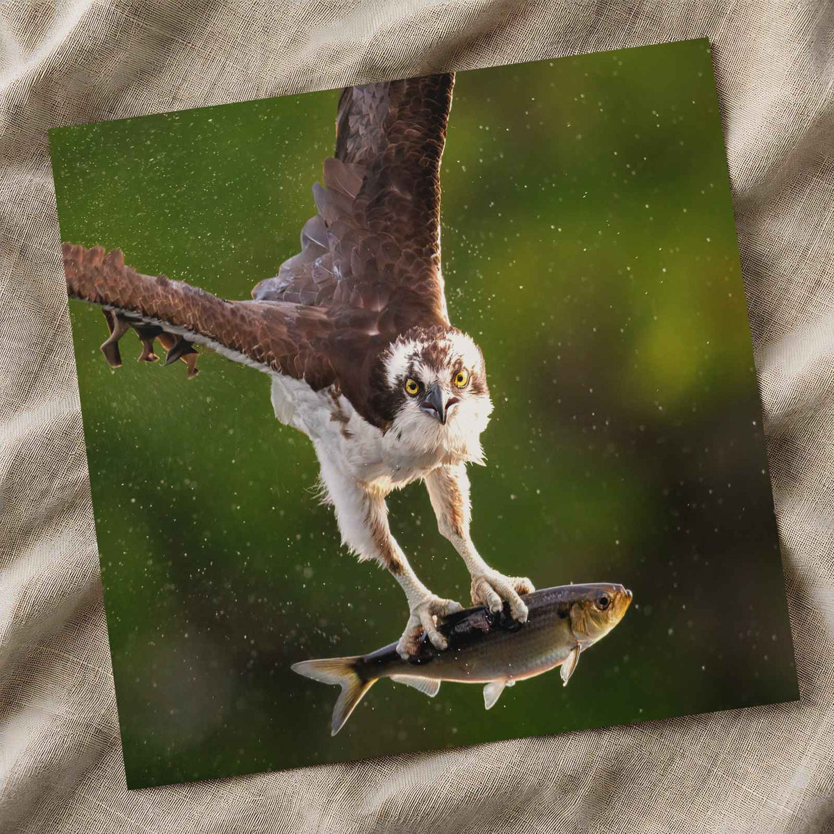 Osprey with Fish in Talons Photographic Art Print (5 Sizes) - Frameable