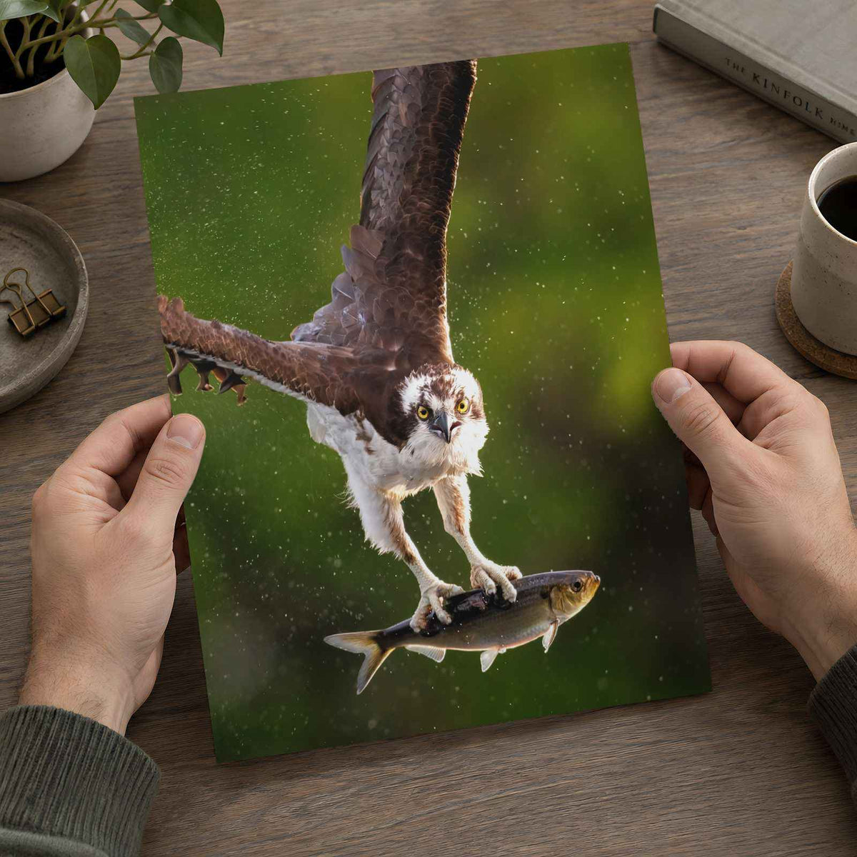 Osprey with Fish in Talons Photographic Art Print (5 Sizes) - Frameable