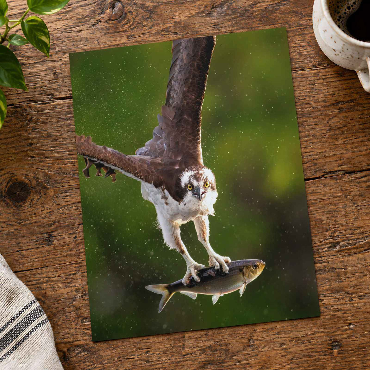 Osprey with Fish in Talons Photo Print Wall Decor