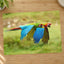 Couple of Colorful Scarlet Macaws Flying Photography Print (7 Sizes) - Frameable