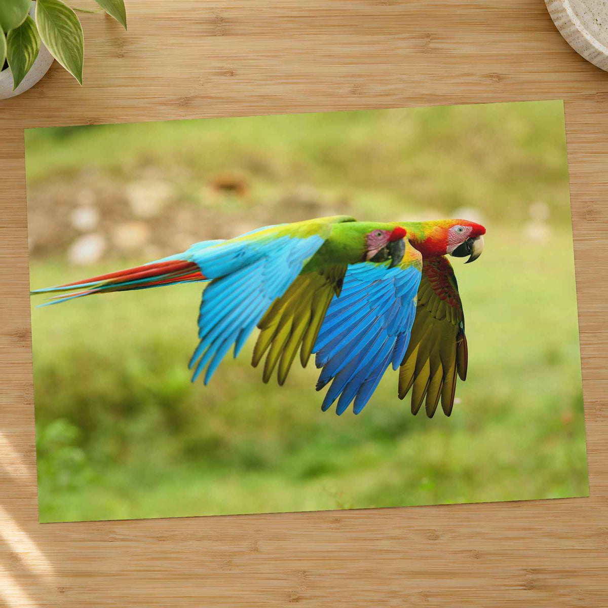Couple of Colorful Scarlet Macaws Flying Photography Print (7 Sizes) - Frameable