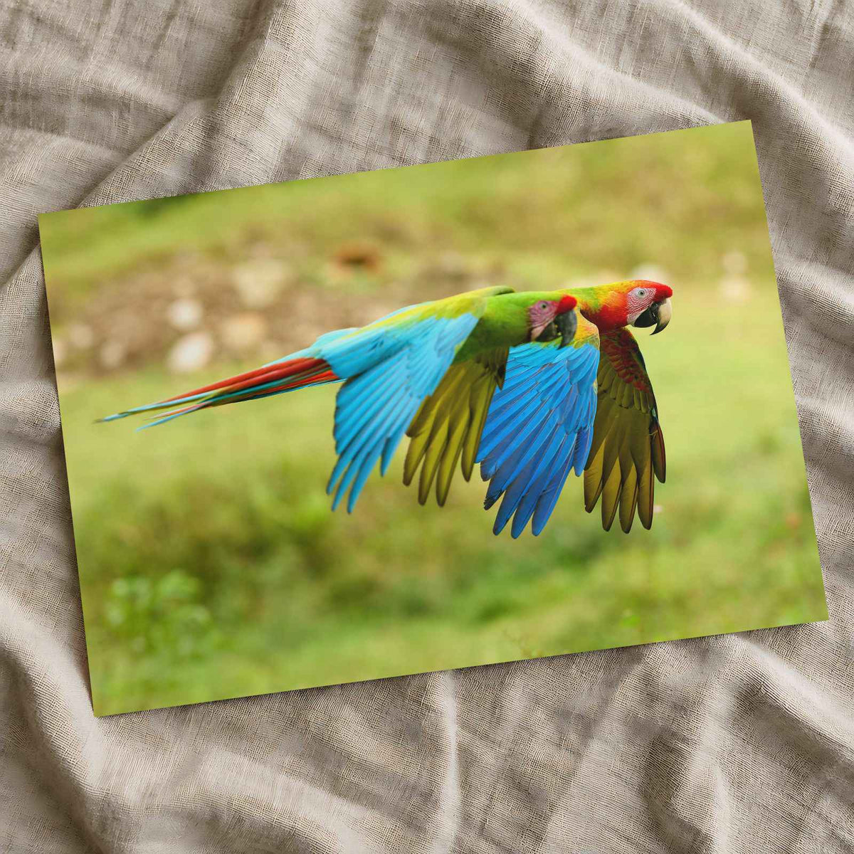 Couple of Colorful Scarlet Macaws Flying Photography Print (7 Sizes) - Frameable