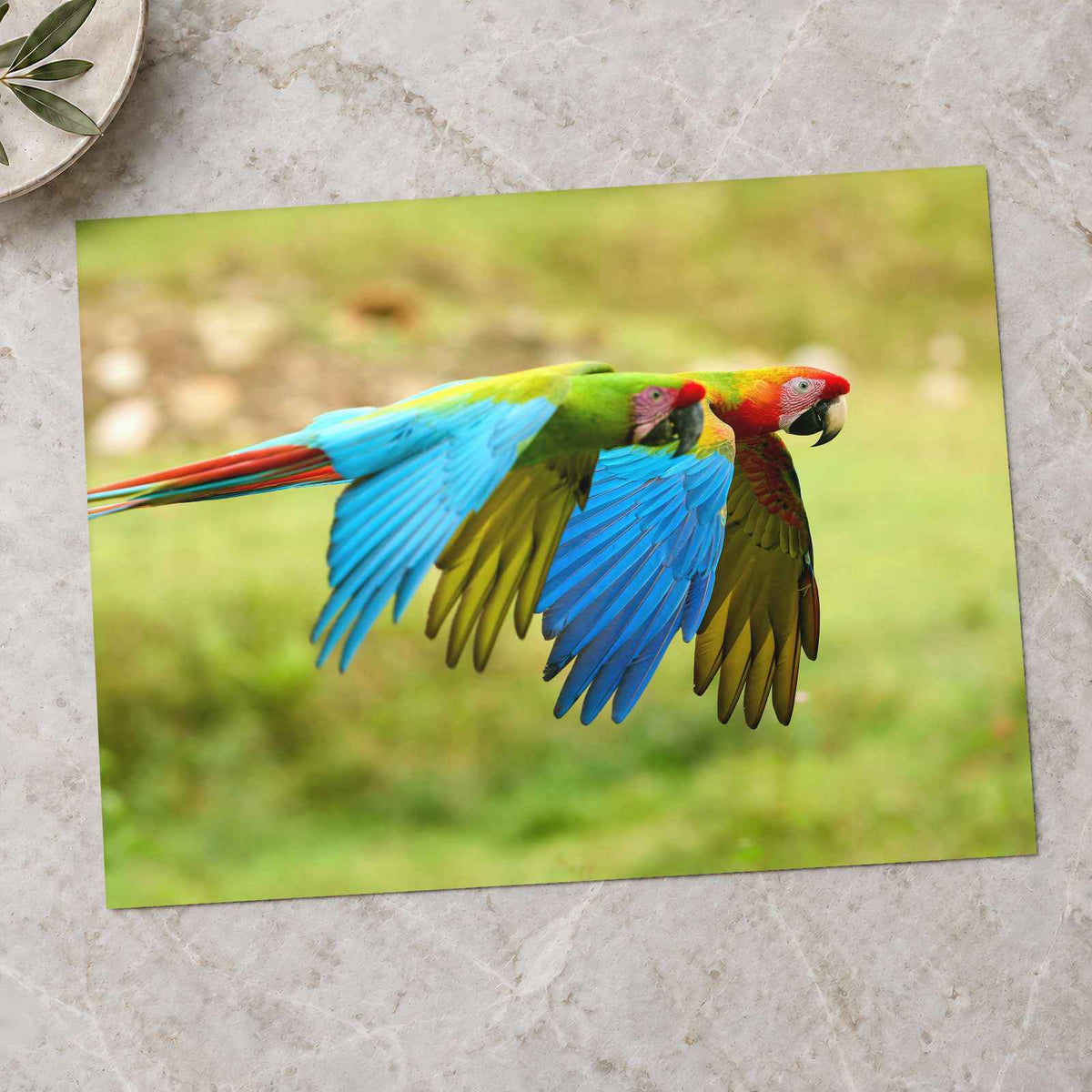 Couple of Colorful Scarlet Macaws Flying Photography Print (7 Sizes) - Frameable