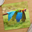Couple of Colorful Scarlet Macaws Flying Photography Print (7 Sizes) - Frameable