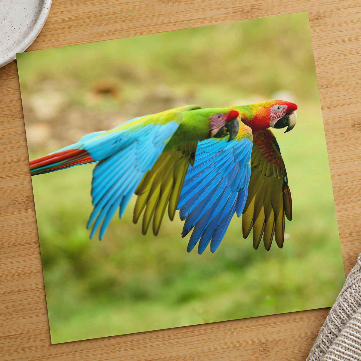 Couple of Colorful Scarlet Macaws Flying Photography Print (7 Sizes) - Frameable