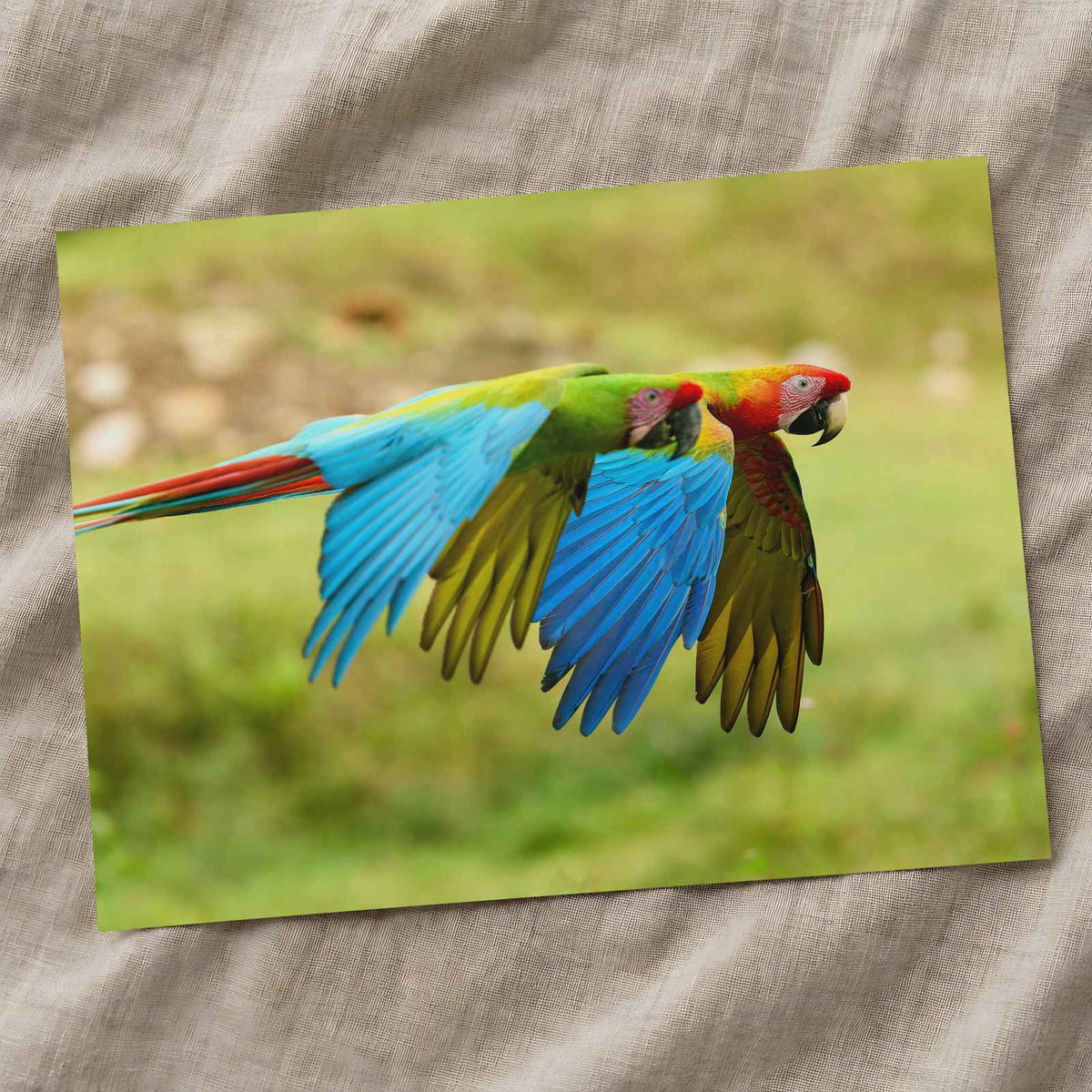 Couple of Colorful Scarlet Macaws Flying by Zdeněk Macháček Photo Print Wall Decor