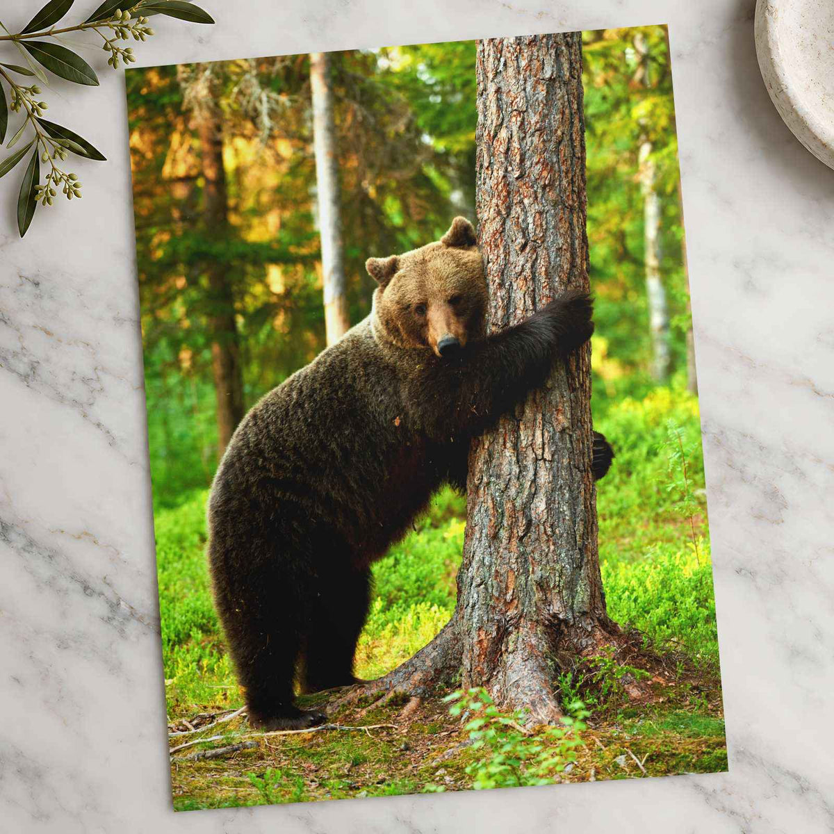 Brown Bear Hugging Tree Forest Photo Wall Print (7 Sizes) - Heavyweight