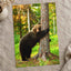 Brown Bear Hugging Tree Forest Photo Wall Print (7 Sizes) - Heavyweight