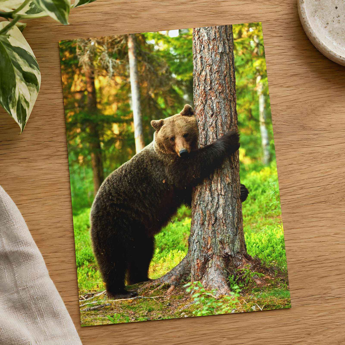 Brown Bear Hugging Tree Forest Photo Wall Print (7 Sizes) - Heavyweight