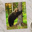 Brown Bear Hugging Tree Forest Photo Wall Print (7 Sizes) - Heavyweight