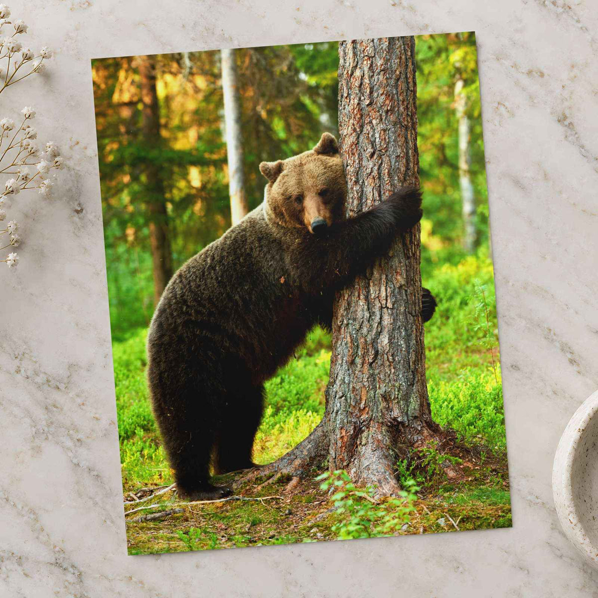 Brown Bear Hugging Tree Forest Photo Wall Print (7 Sizes) - Heavyweight
