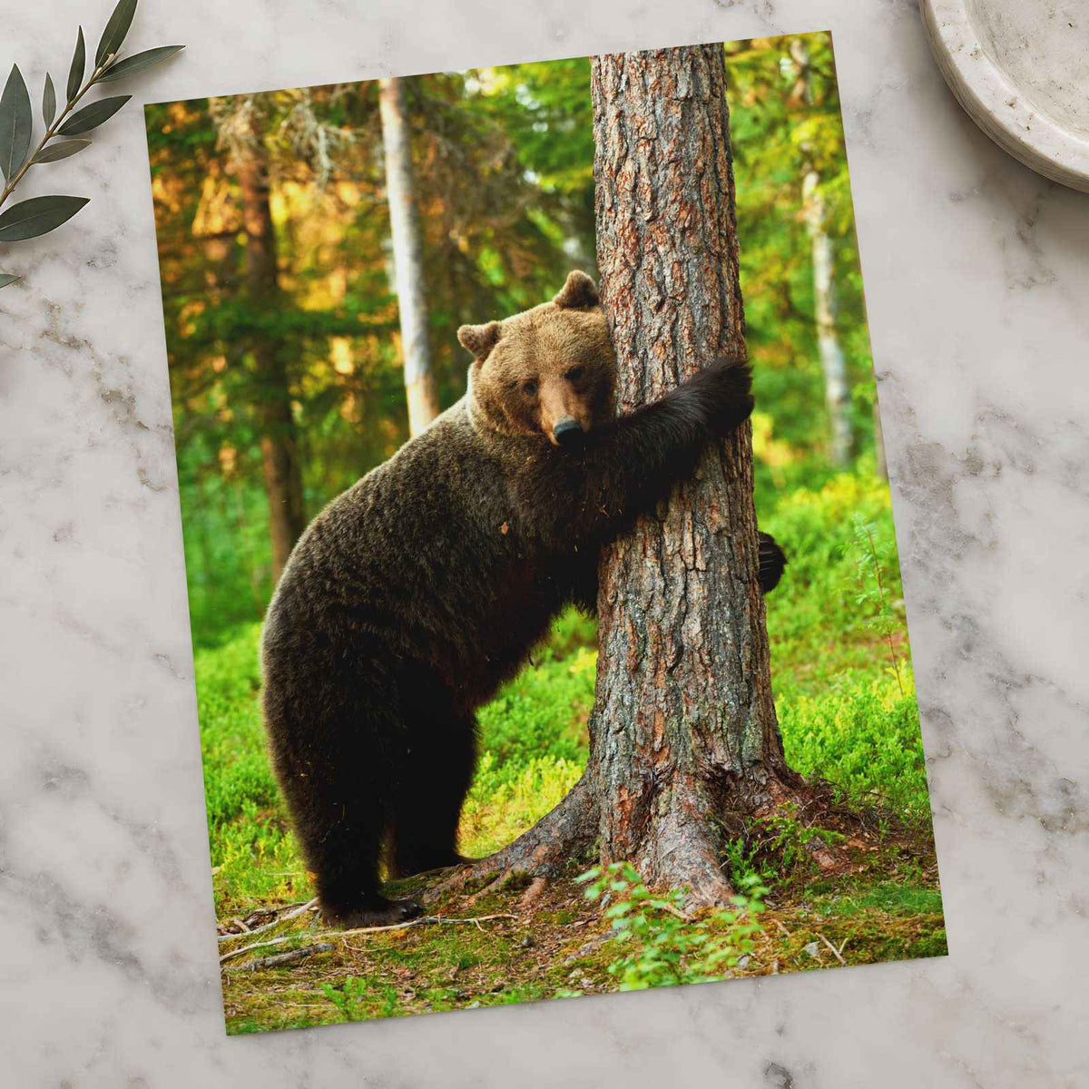 Brown Bear Hugging Tree Forest Photo Wall Print (7 Sizes) - Heavyweight
