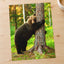 Brown Bear Hugging Tree Photo Print Wall Decor