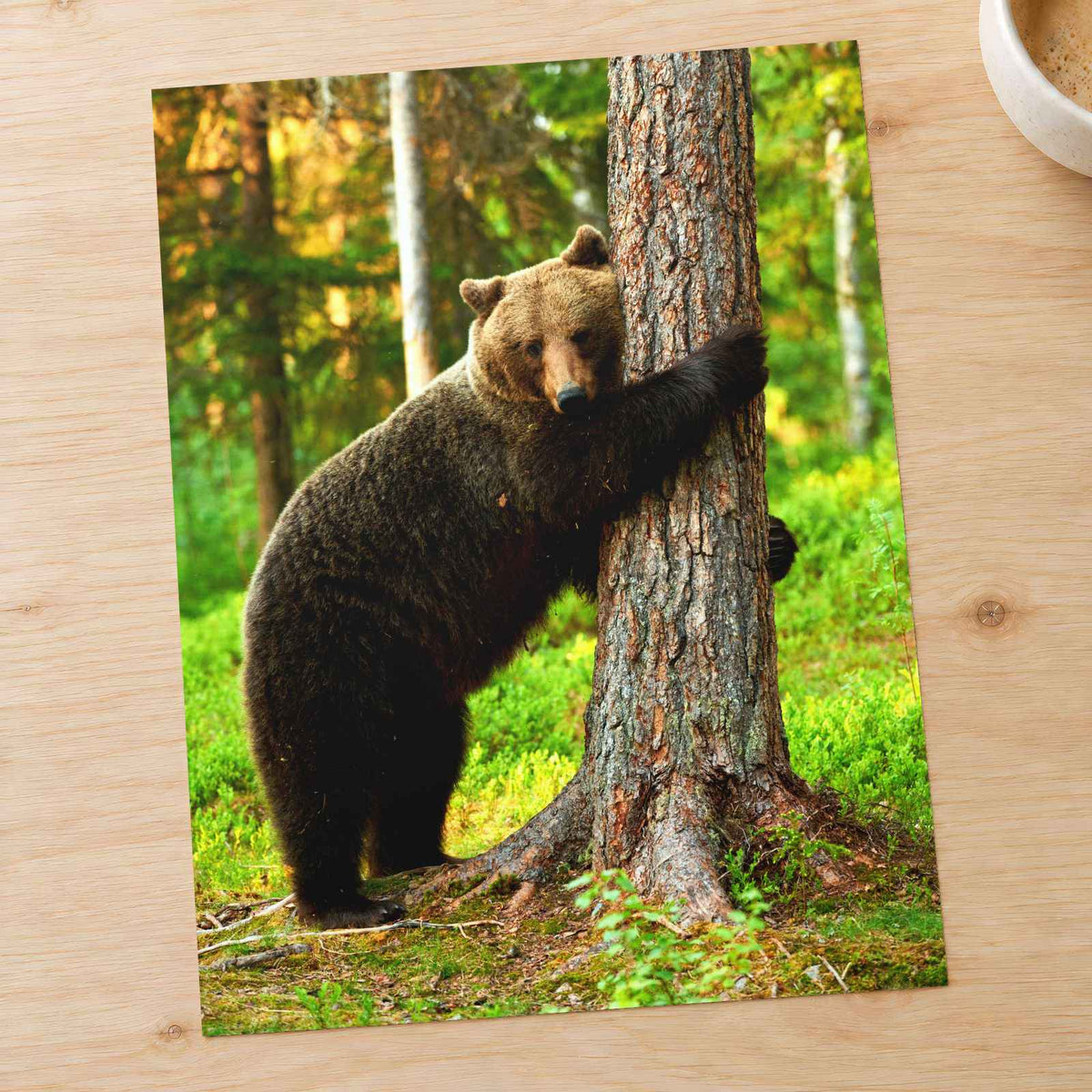 Brown Bear Hugging Tree Photo Print Wall Decor
