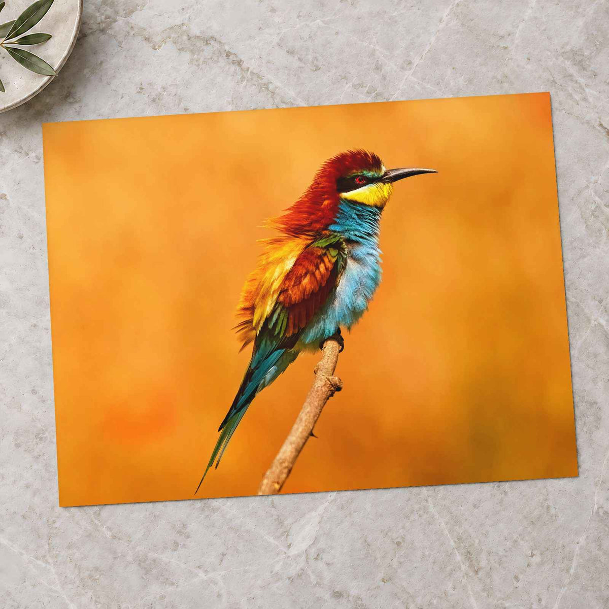 Colorful Bird Sitting on Top of Tree Branch Photography Print (7 Sizes)