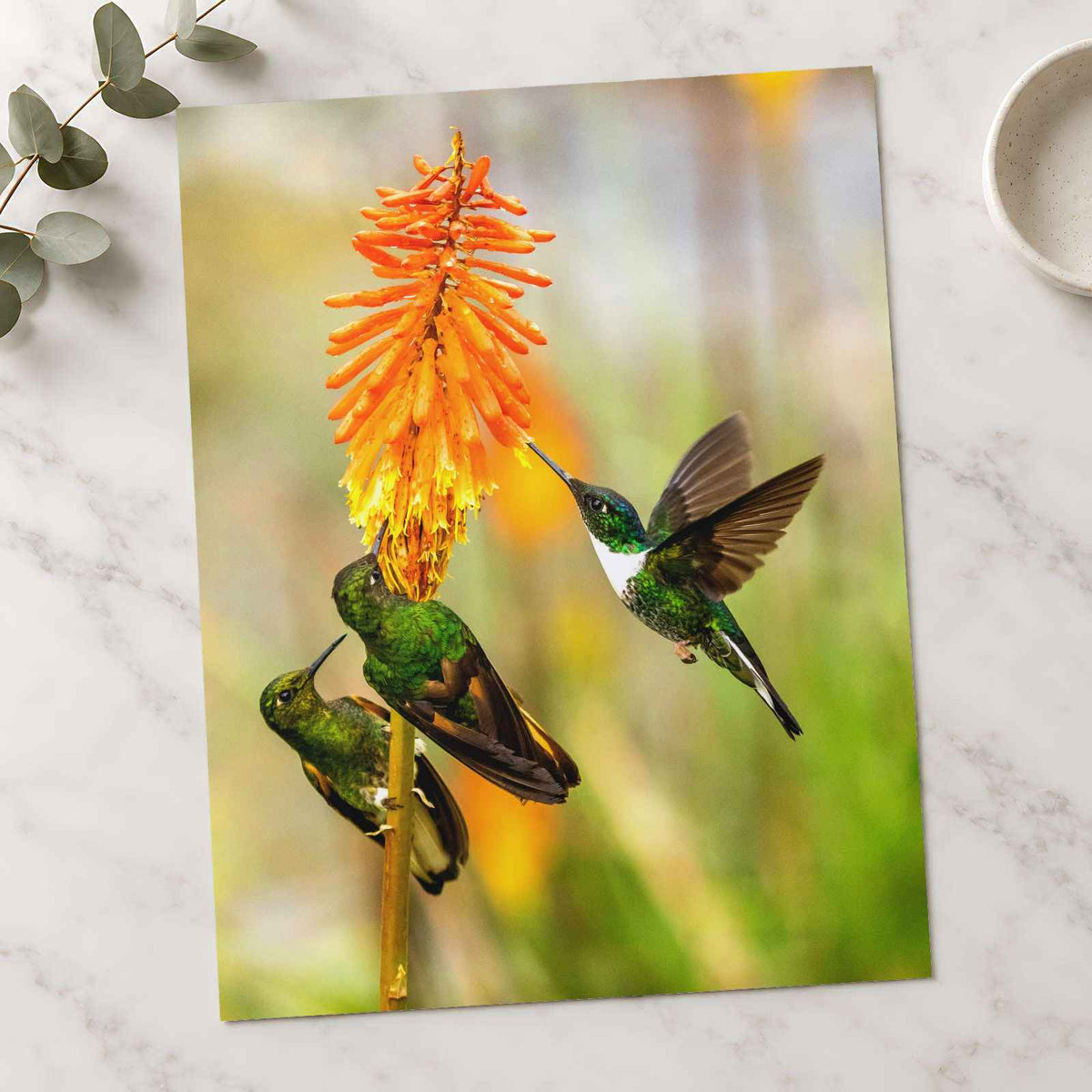 Three Humming Birds, Orange Flowers Photo Wall Print (7 Sizes) - Satin Luster
