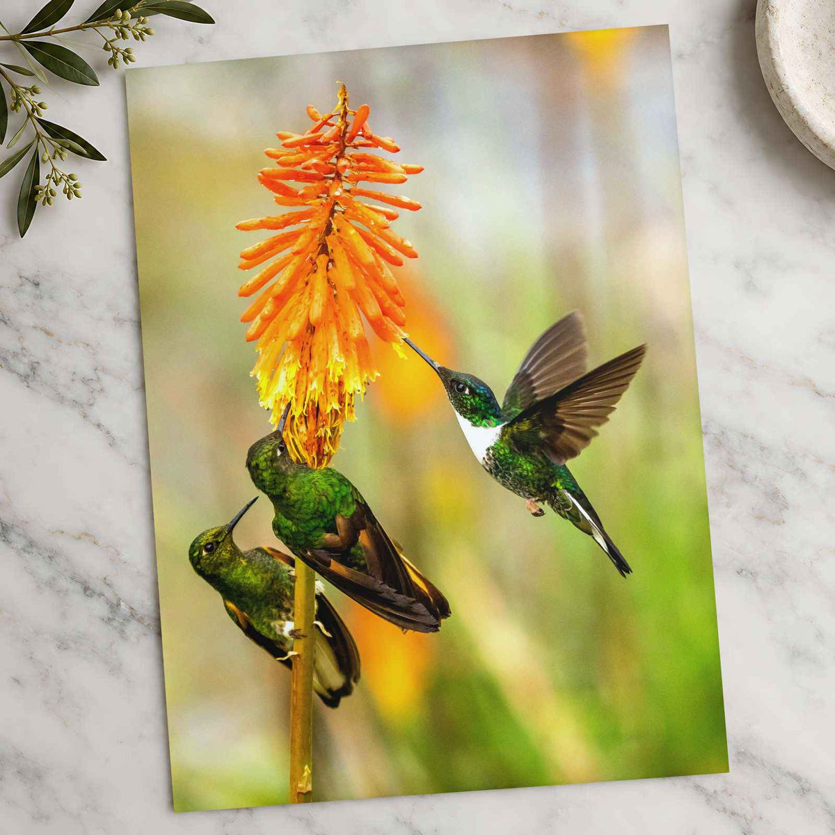 Three Humming Birds, Orange Flowers Photo Wall Print (7 Sizes) - Satin Luster