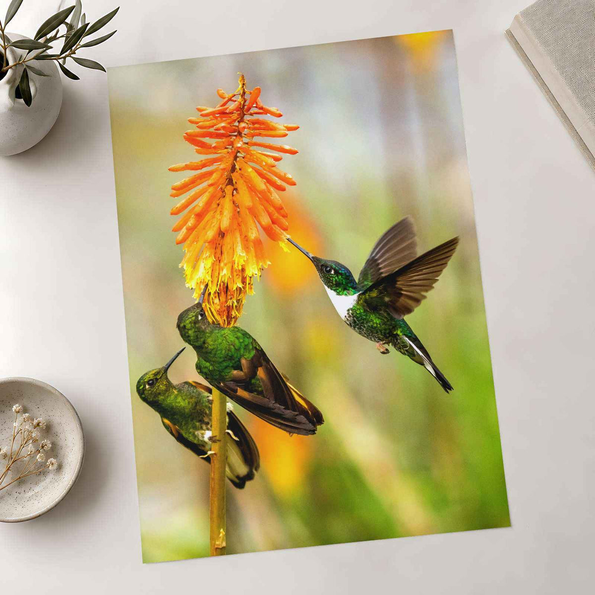 Three Humming Birds, Orange Flowers Photo Wall Print (7 Sizes) - Satin Luster