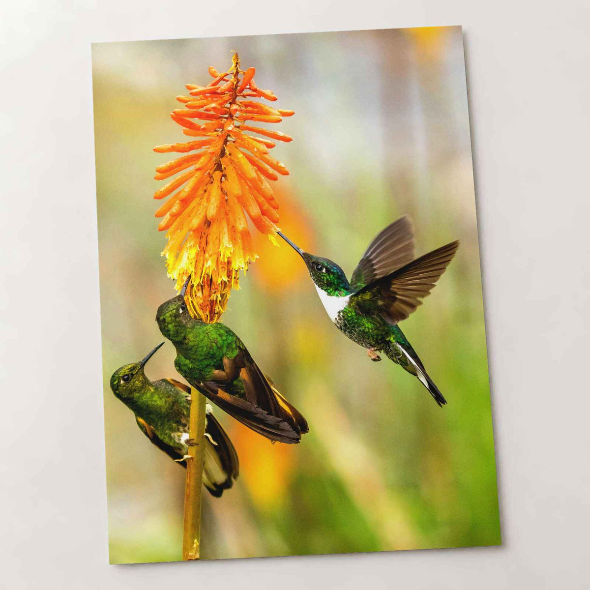 Three Humming Birds, Orange Flowers Photo Wall Print (7 Sizes) - Satin Luster