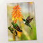 Three Humming Birds, Orange Flowers Photo Wall Print (7 Sizes) - Satin Luster