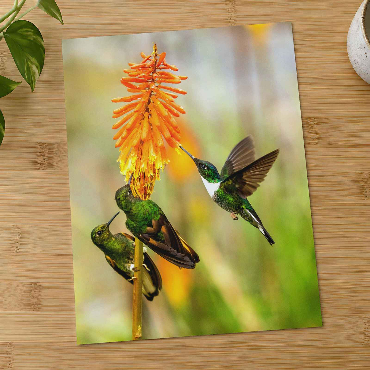 Three Humming Birds, Orange Flowers Photo Wall Print (7 Sizes) - Satin Luster