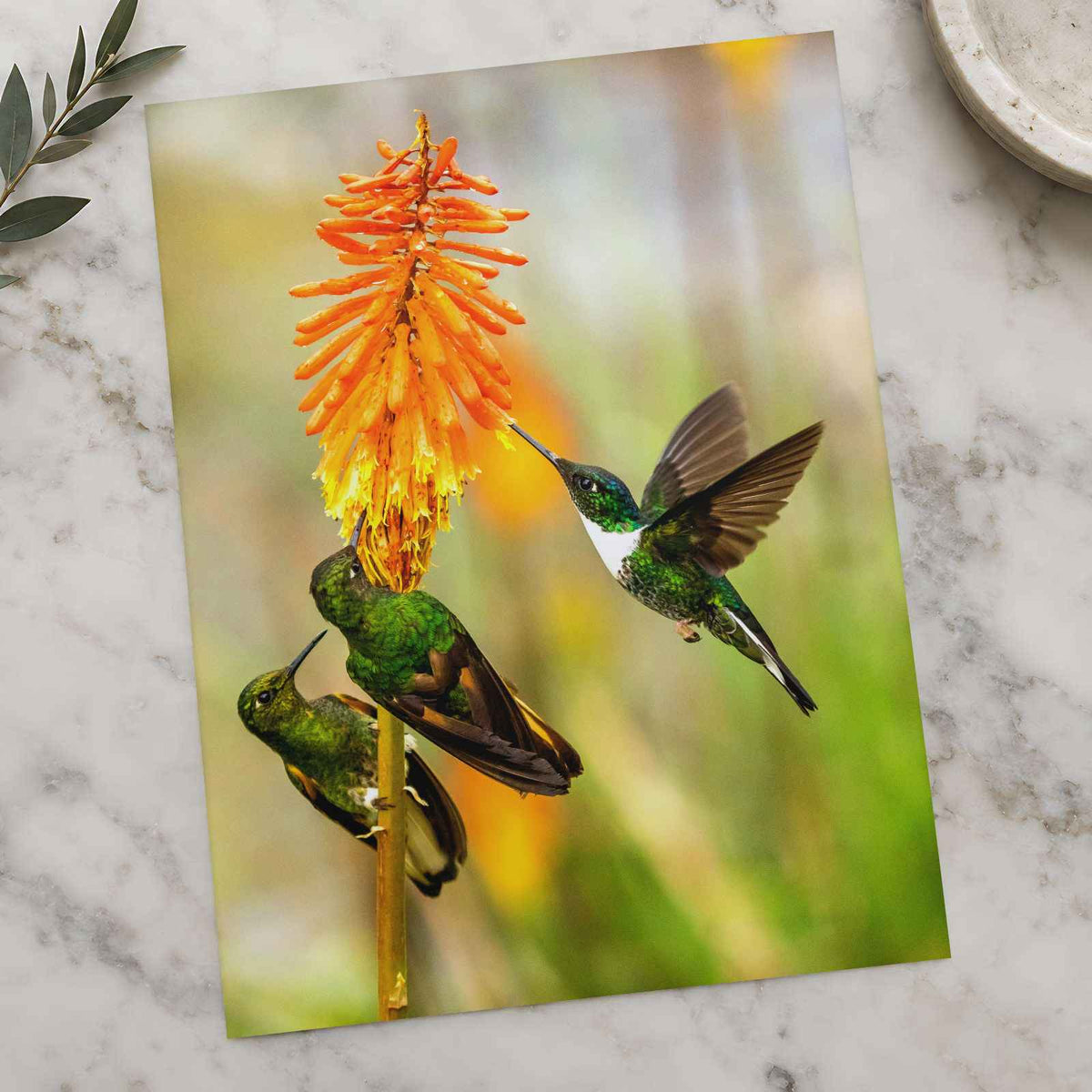 Three Humming Birds, Orange Flowers Photo Wall Print (7 Sizes) - Satin Luster