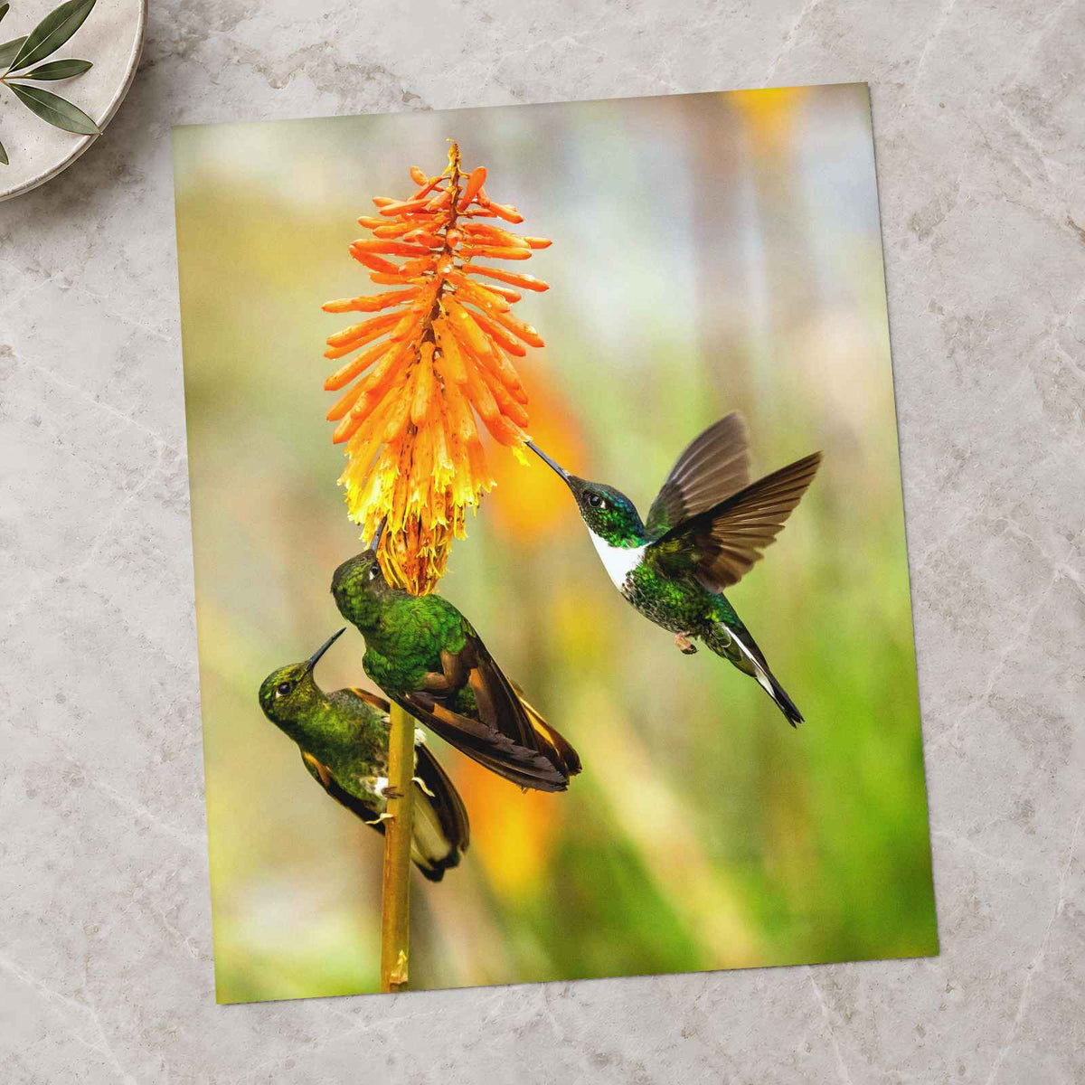 Three Humming Birds