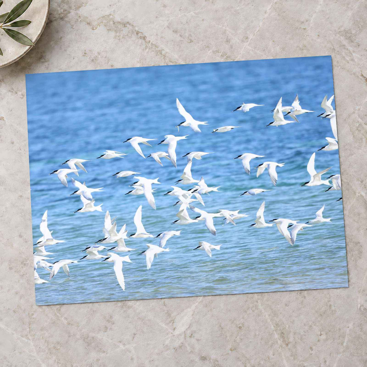 Flock of Birds Flying Over the Ocean by Zdeněk Macháček Photo Print Wall Decor